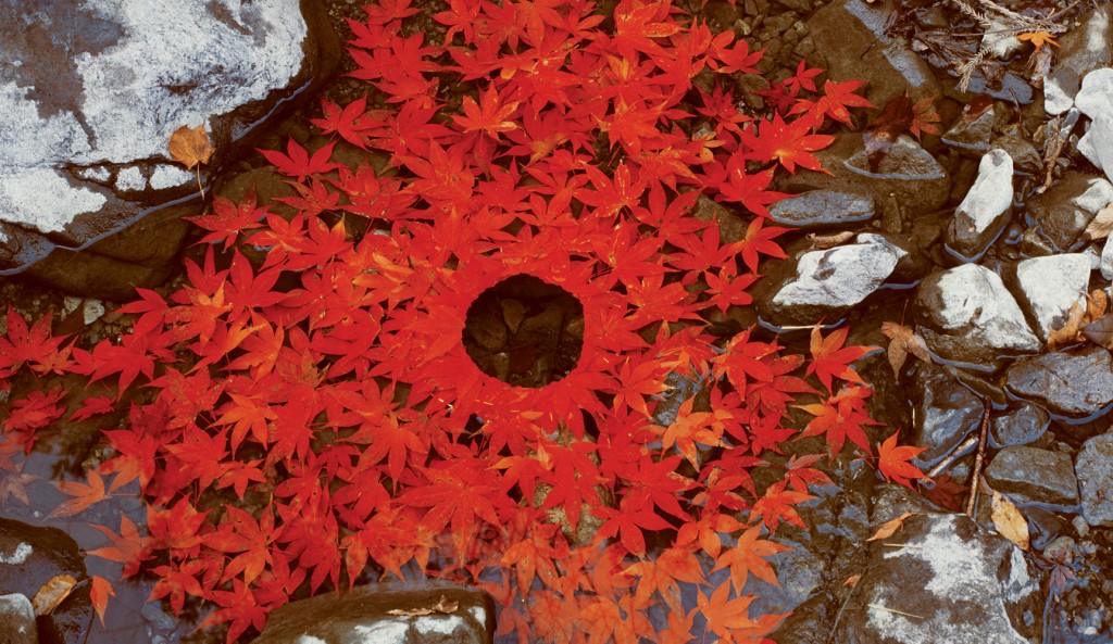 Andy Goldsworthy_RedLeaves