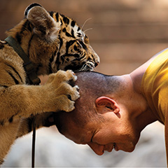 12 Feb 2015, Kanchanaburi, Thailand --- A Buddhist monk plays with a tiger at the Wat Pa Luang Ta Bua, otherwise known as Tiger Temple, in Kanchanaburi province February 12, 2015. Thai officials last week raided the Buddhist temple that is home to more than 100 tigers and are currently conducting an investigation into suspected links to wildlife trafficking. Authorities from Thailand's Department of National Parks, Wildlife and Plant Conservation on Thursday checked 143 Bengal tigers living at the temple, and found them to be in good health. REUTERS/Athit Perawongmetha (THAILAND - Tags: ANIMALS RELIGION SOCIETY TPX IMAGES OF THE DAY) --- Image by © ATHIT PERAWONGMETHA/Reuters/Corbis