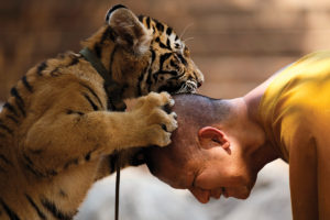 Buddhist monk plays with a tiger at the Wat Pa Luang Ta Bua, otherwise known as Tiger Temple, in Kanchanaburi province