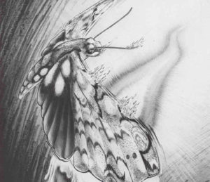 Suf-Journal-poem-basis-of-creation